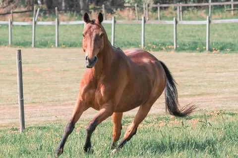 Hest i galopp på innhegningen