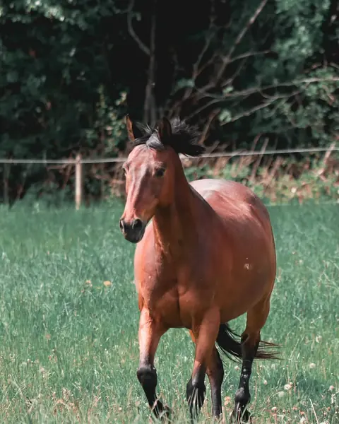 Brun hest som går fritt på beitet